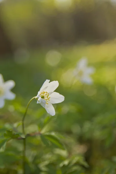 Flores blancas bonitas floreciendo — Foto de Stock