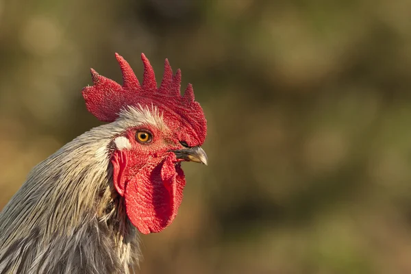 Gallo polla en verde prado — Foto de Stock