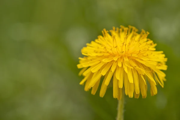 Sarı çiçek açan karahindiba — Stok fotoğraf