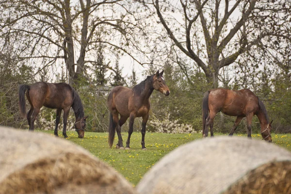 3 젊은 말의 그룹 — 스톡 사진