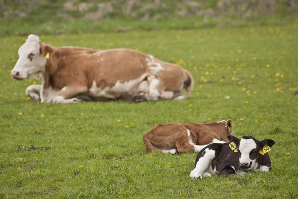 Groupe de vaches dans le champ — Photo