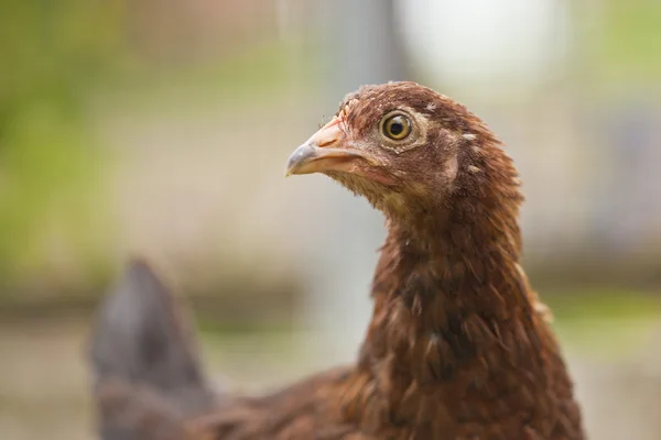 Gallina di pollo marrone — Foto Stock