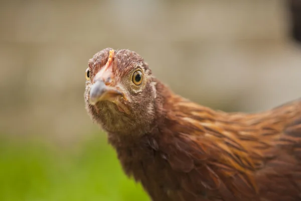 Kahverengi tavuk tavuk