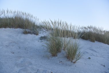 Kumul üzerinde çim