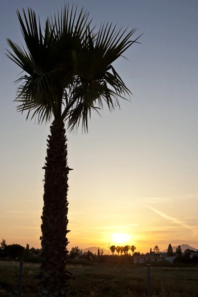 Coucher de soleil palmier — Photo