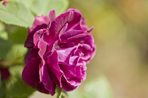 Piękna czerwona róża w ogrodzie — Zdjęcie stockowe