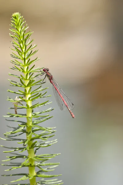 Dragonfly op een groene plant — Stockfoto