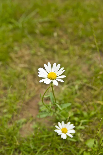 Beautiful camomilles close up — Stock fotografie