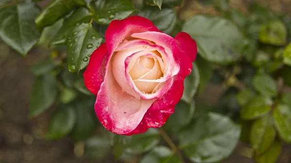 Roze rozenstruik — Stockfoto