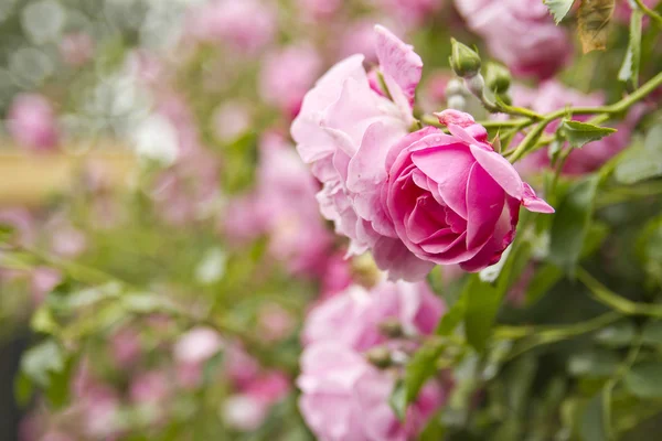 Bir bahçe içinde yaban gülü