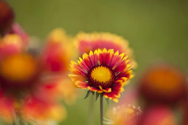 Rote gelbe Blume — Stockfoto