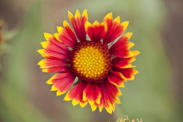 Czerwony kwiat żółty — Zdjęcie stockowe