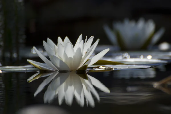 White lily on the lake