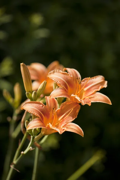 Oranžové lilie v zahradě Stock Fotografie