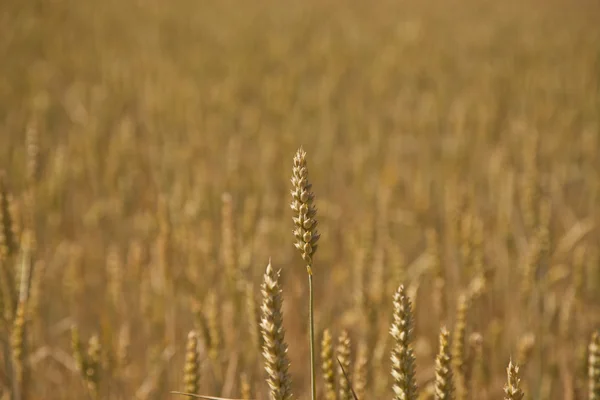 Maisfeld — Stockfoto