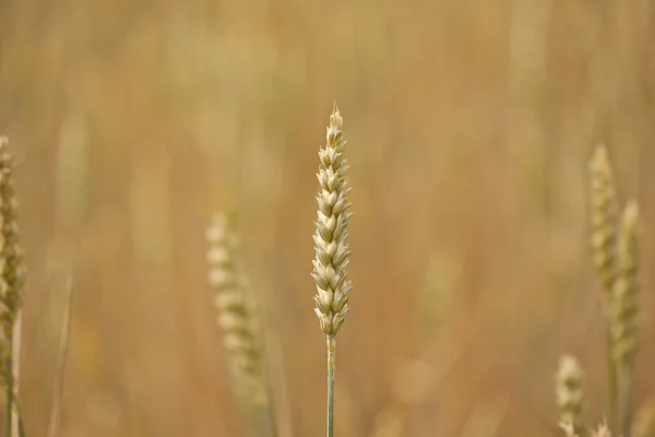 トウモロコシ畑 — ストック写真