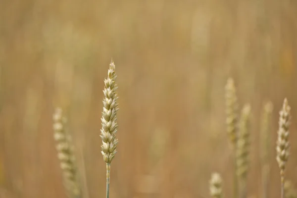 Maisfeld — Stockfoto