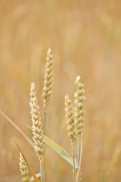 Maisfeld — Stockfoto