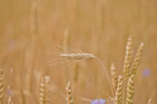 Maisfeld — Stockfoto