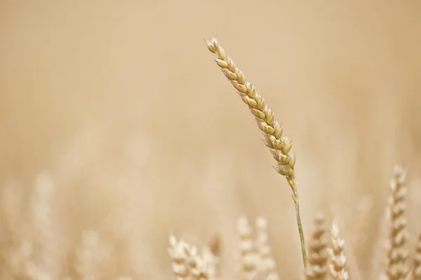 Campo di grano — Foto Stock