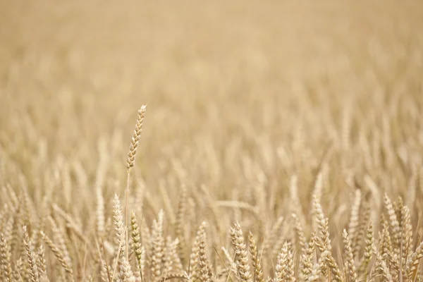 Maisfeld — Stockfoto