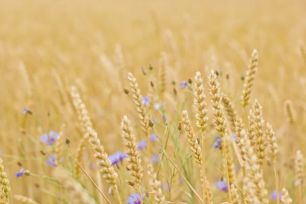 Кукурузное поле — стоковое фото