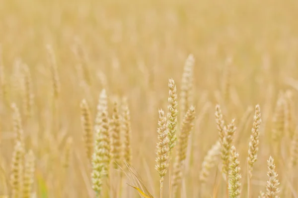 Campo di grano — Foto Stock