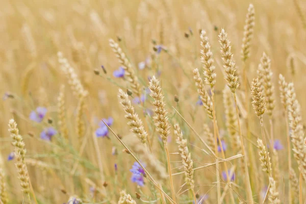 Maisfeld Stockbild