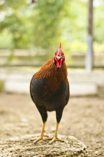 Gallo Imágenes de stock libres de derechos