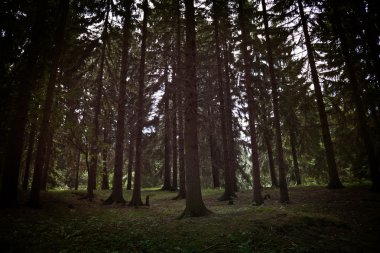 çam ormanı içinde yaz