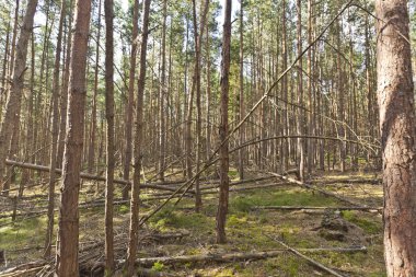 çam ormanı içinde yaz