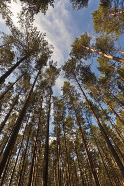 çam ormanı içinde yaz