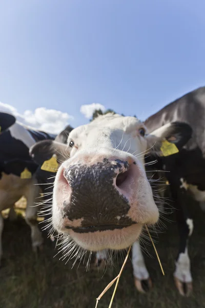 Vacas e touros em um campo — Fotografia de Stock