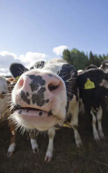 Kor och tjurar på ett fält — Stockfoto