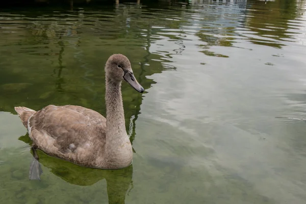 Mooie bruin zwaan — Stockfoto