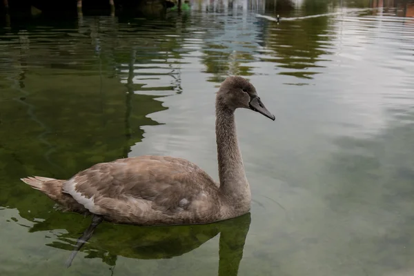 Mooie bruin zwaan — Stockfoto