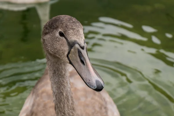 Mooie bruin zwaan — Stockfoto