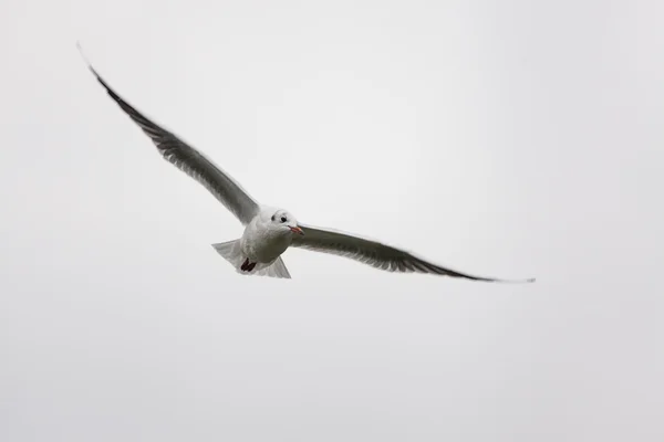 Gaivota voadora no céu — Fotografia de Stock