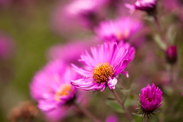 新鲜的粉红色菊花 — 图库照片