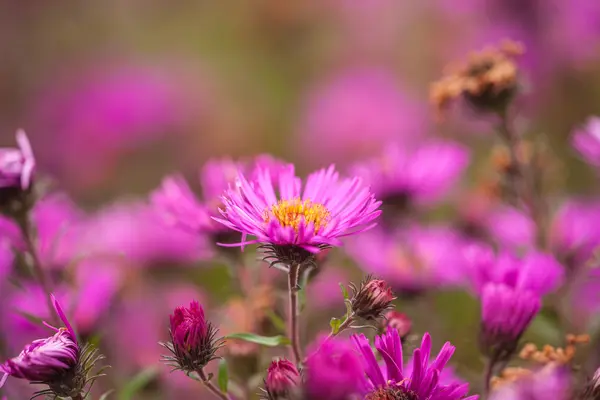 Taze pembe krizantem — Stok fotoğraf