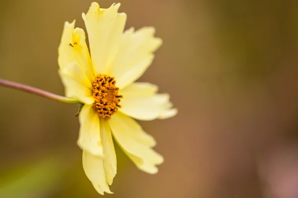 Schöne gelbe Blume — Stockfoto