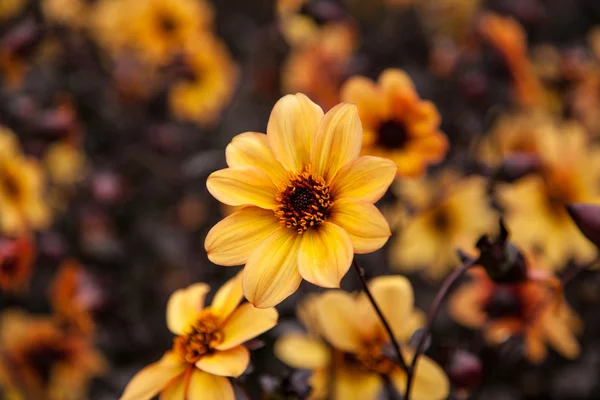 Schöne gelbe Blumen — Stockfoto