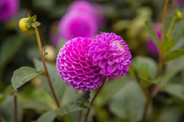 美丽的大丽花鲜花 — 图库照片