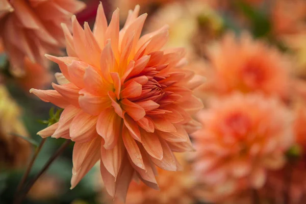 Hermosas flores de Dahlia — Foto de Stock