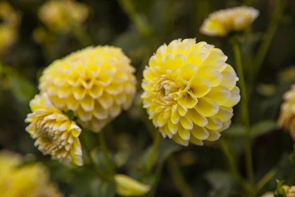 Hermosas flores de Dahlia — Foto de Stock