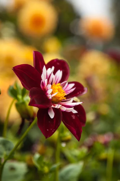 Schöne Dahlienblüte — Stockfoto