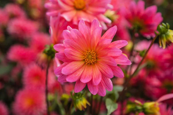 Schöne Dahlienblüten — Stockfoto