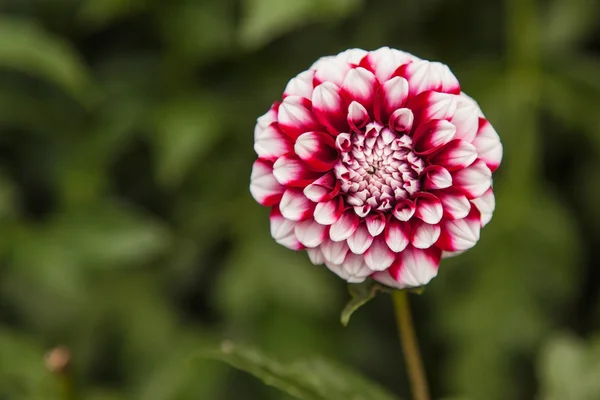 Hermosa flor de dalia — Foto de Stock