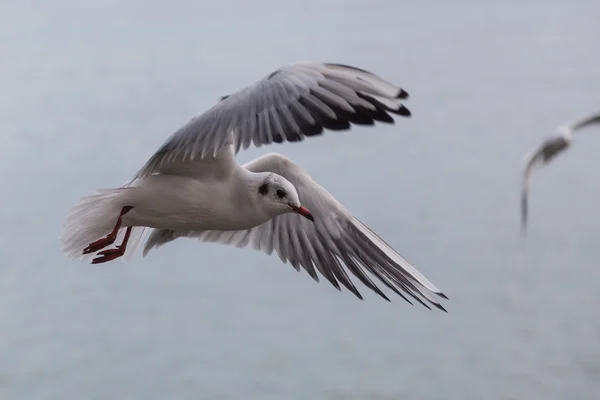 Gaivota voadora no céu — Fotografia de Stock