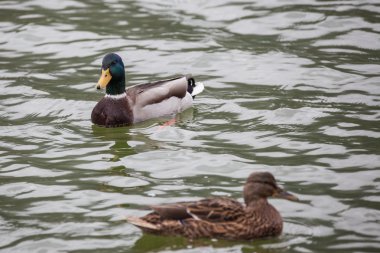 su üzerinde yaban ördekleri